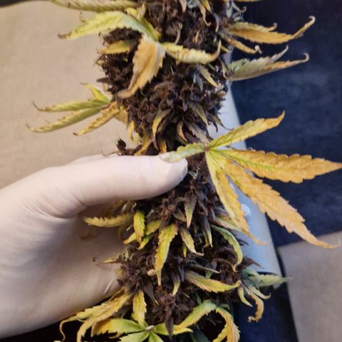 Purplematic CBD - Romi growlog timeline photo