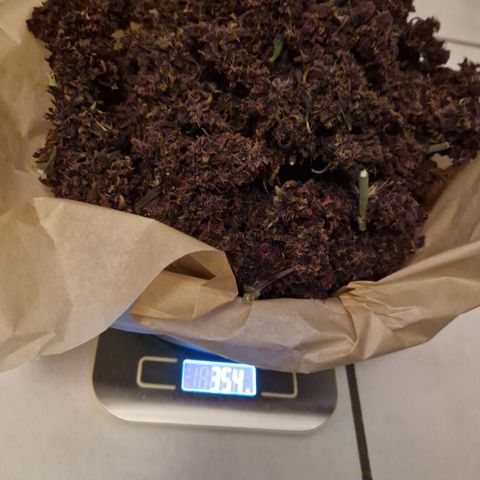 Purplematic CBD - Romi growlog timeline photo