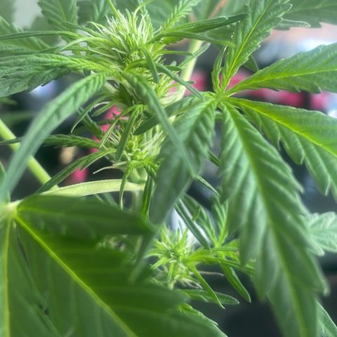 Haze Berry Automatic growlog timeline photo