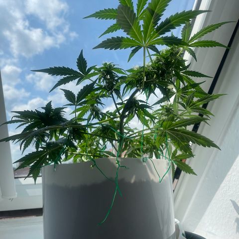 Haze Berry Automatic growlog photo: Frisch entlaubt 
