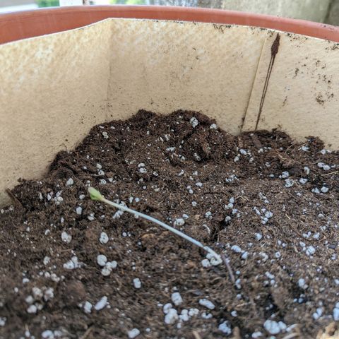 Mary Jane I growlog photo: Purtroppo nel travaso si è mezza spezzata... Speriamo bene