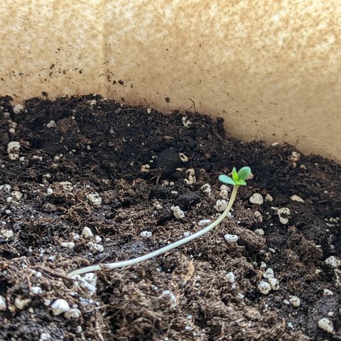 Mary Jane I growlog photo: Finalmente si sono schiusi i cotiledoni e la piccola è ufficialmente una piantina piccolina 🎉💚