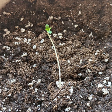 Mary Jane I growlog photo: Finalmente si sono schiusi i cotiledoni e la piccola è ufficialmente una piantina piccolina 🎉💚