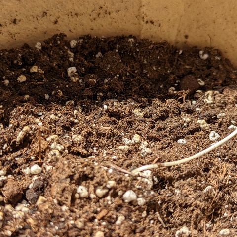 Mary Jane I growlog photo: ORE 11:30
La piccola Mary I continua a dimostrare di voler vivere... Speriamo