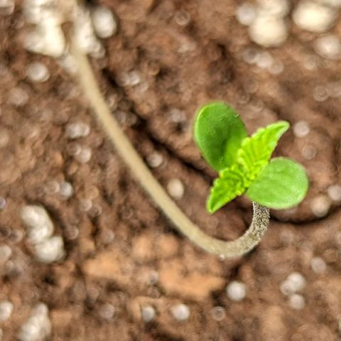 Mary Jane I growlog photo: ORE 11:30
La piccola Mary I continua a dimostrare di voler vivere... Speriamo