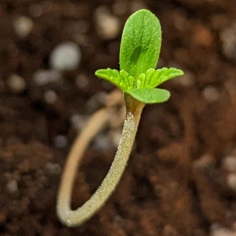 Mary Jane I growlog photo: ORE 11:30
La piccola Mary I continua a dimostrare di voler vivere... Speriamo