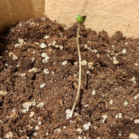 Mary Jane I growlog photo: ORE 11:30
La piccola Mary I continua a dimostrare di voler vivere... Speriamo