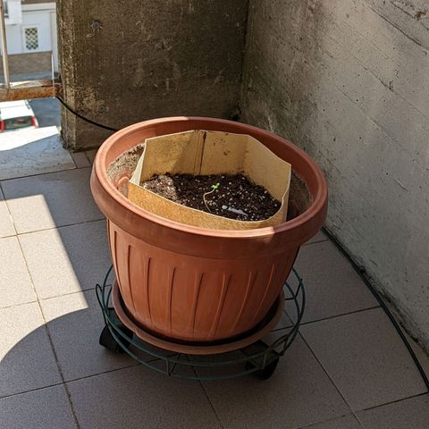 Mary Jane I growlog photo: Dopo un po' di LST per cercare di raddrizzare lo stelo. Materiali: Cotton fioc e fil di ferro plastificato