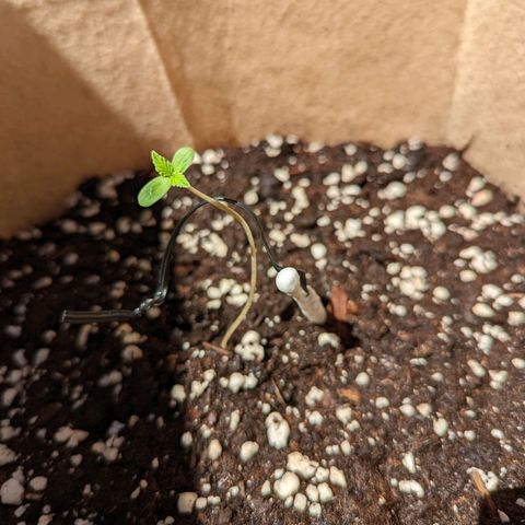 Mary Jane I growlog photo: ORE 12
La piccolina ce la sta mettendo tutta. Foto fatta dopo averla fatta bere un po'.