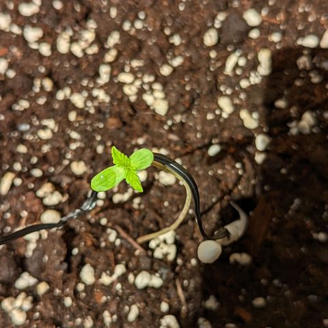 Mary Jane I growlog photo: ORE 12
La piccolina ce la sta mettendo tutta. Foto fatta dopo averla fatta bere un po'.