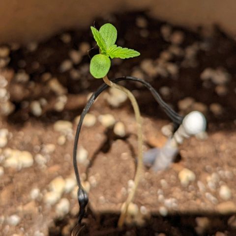 Mary Jane I growlog photo: ORE 11
Continua a farsi strada verso la fase vegetativa