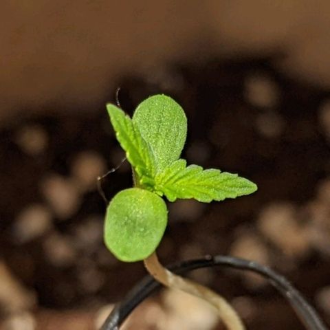 Mary Jane I growlog photo: ORE 11
Continua a farsi strada verso la fase vegetativa