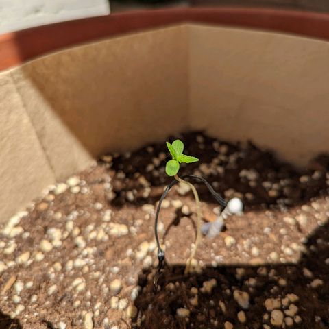 Mary Jane I growlog photo: ORE 11
Continua a farsi strada verso la fase vegetativa