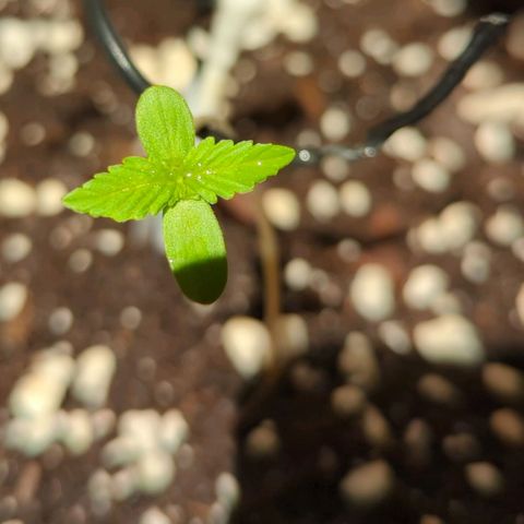 Mary Jane I growlog photo: ORE 11
Dopo averla fatta bere. Nulla da segnalare. 