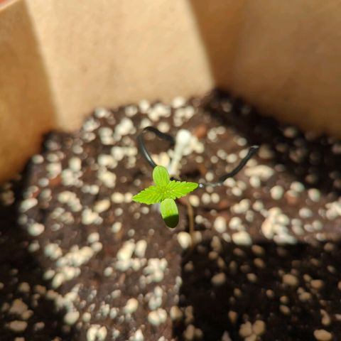 Mary Jane I growlog photo: ORE 11
Dopo averla fatta bere. Nulla da segnalare. 