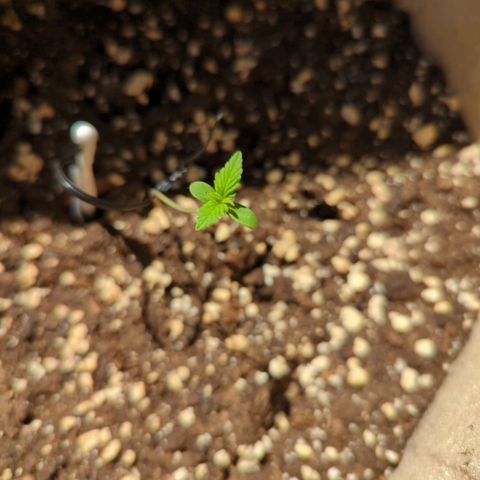 Mary Jane I growlog photo:  ORE 15
Cresce sempre di più, aggiunta di due nuove foglioline 💚
