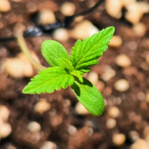 Mary Jane I growlog photo:  ORE 15
Cresce sempre di più, aggiunta di due nuove foglioline 💚