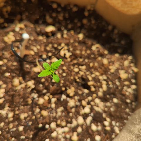 Mary Jane I growlog photo:  ORE 15
Cresce sempre di più, aggiunta di due nuove foglioline 💚