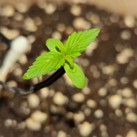 Mary Jane I growlog photo: Ore 11
Continua a "farsi grande"... Speriamo 🤞