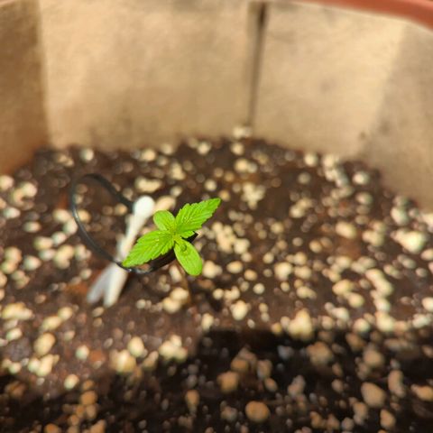 Mary Jane I growlog photo: Ore 11
Continua a "farsi grande"... Speriamo 🤞