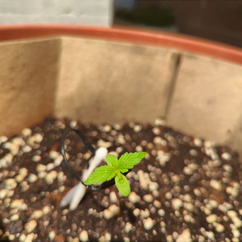 Mary Jane I growlog photo: Ore 11
Continua a "farsi grande"... Speriamo 🤞