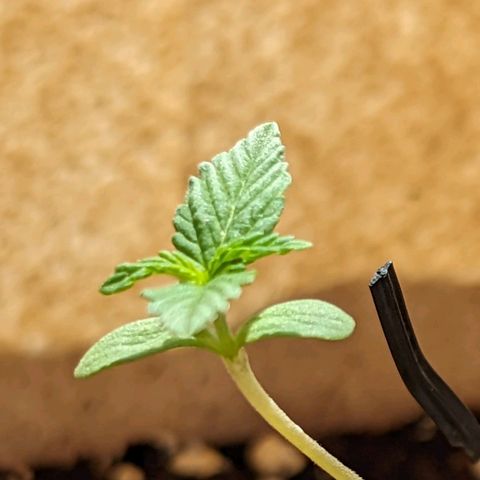 Mary Jane I growlog photo: ORE 11
Continua a prendere forma...