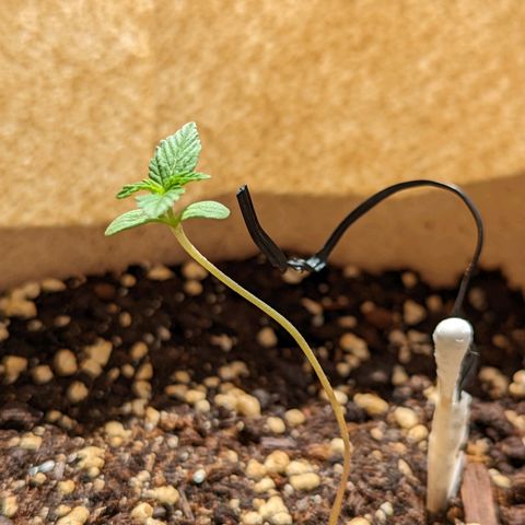 Mary Jane I growlog photo: ORE 11
Continua a prendere forma...