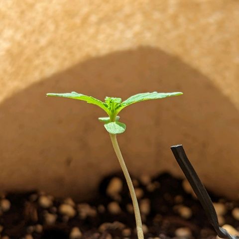 Mary Jane I growlog photo: ORE 11
Continua a prendere forma...