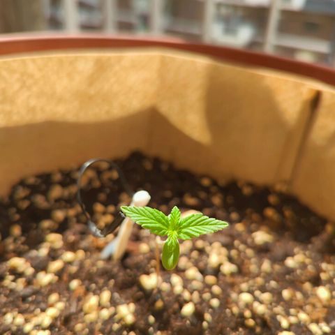 Mary Jane I growlog photo: ORE 11
Continua a prendere forma...