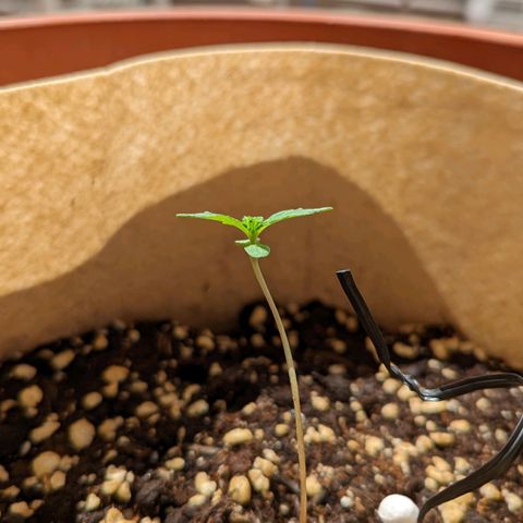 Mary Jane I growlog photo: ORE 11
Continua a prendere forma...