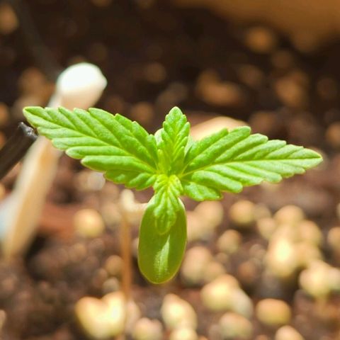 Mary Jane I growlog photo: ORE 11
Continua a prendere forma...