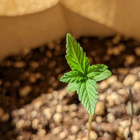 Mary Jane I growlog photo: ORE 10
Continua la sua avventura nella fase vegetativa.