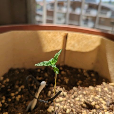 Mary Jane I growlog photo: ORE 10
Continua la sua avventura nella fase vegetativa.