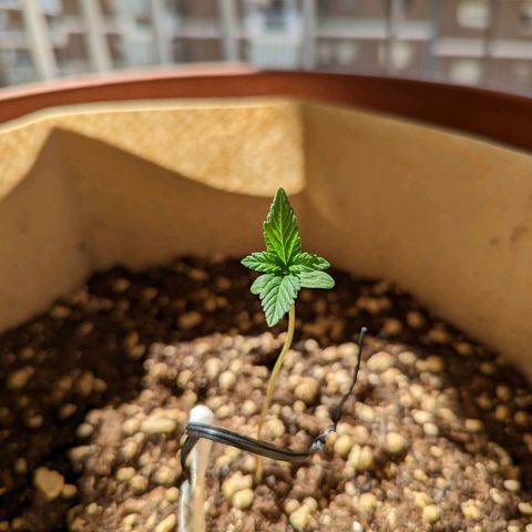 Mary Jane I growlog photo: ORE 10
Continua la sua avventura nella fase vegetativa.