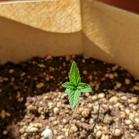 Mary Jane I growlog photo: ORE 10
Continua la sua avventura nella fase vegetativa.