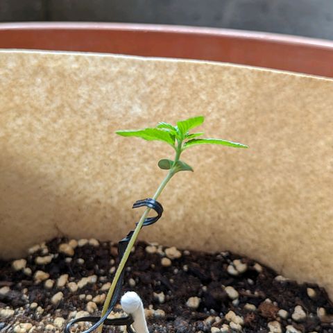 Mary Jane I growlog photo: ORE 14
Nella notte sono sbucate ben 4 foglioline 💚 Dai bella dai che ce la puoi fare 💪💪💪🌿🌿🌿