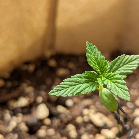 Mary Jane I growlog photo: ORE 14
Nella notte sono sbucate ben 4 foglioline 💚 Dai bella dai che ce la puoi fare 💪💪💪🌿🌿🌿