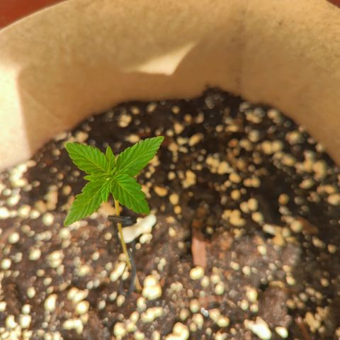 Mary Jane I growlog photo: ORE 10
Sempre più grande e bella