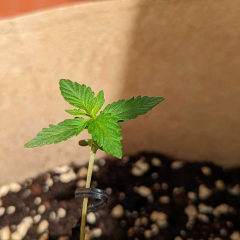 Mary Jane I growlog photo: ORE 10
Sempre più grande e bella