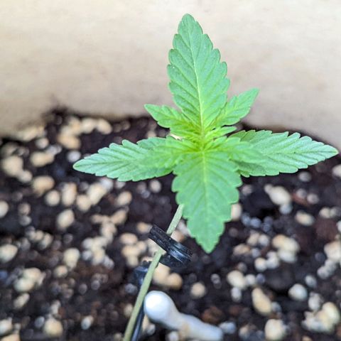Mary Jane I growlog photo: ORE 11