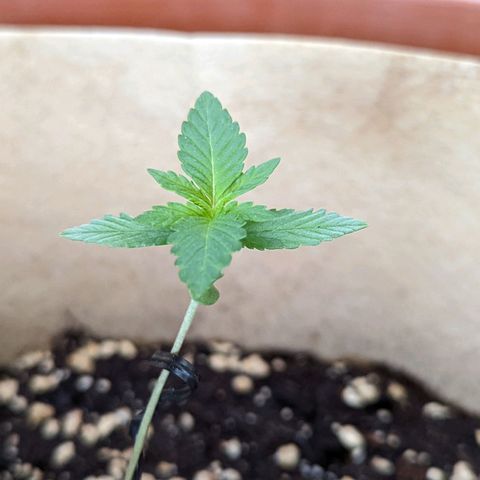 Mary Jane I growlog photo: ORE 11