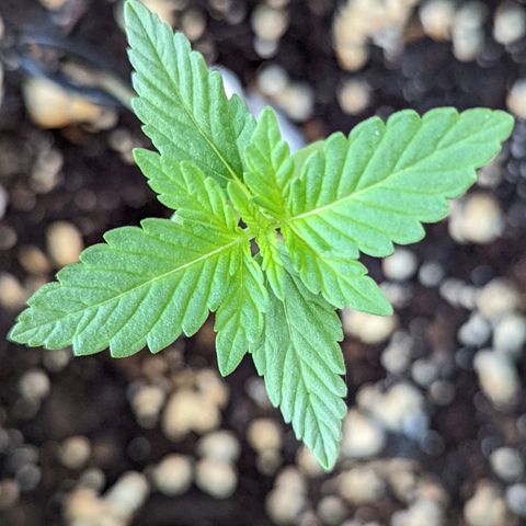 Mary Jane I growlog photo: ORE 11