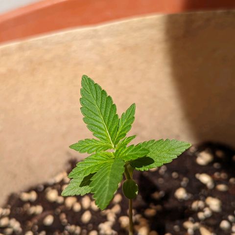 Mary Jane I growlog photo: ORE 11