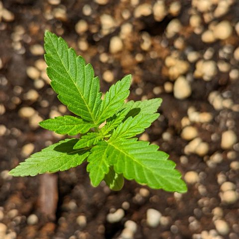 Mary Jane I growlog photo: ORE 11