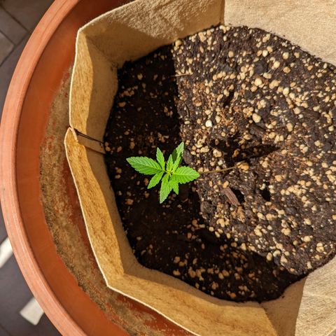 Mary Jane I growlog photo: ORE 10