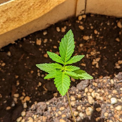 Mary Jane I growlog photo: ORE 10