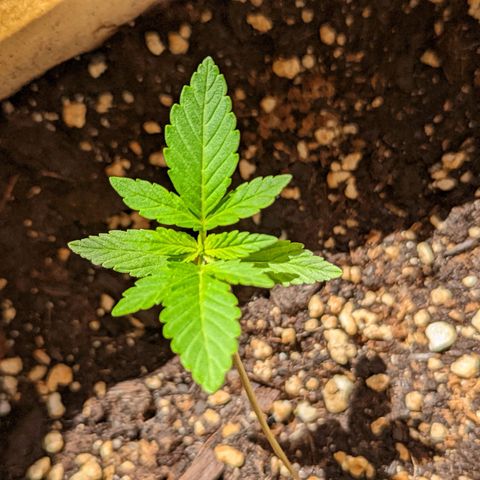 Mary Jane I growlog photo: ORE 10