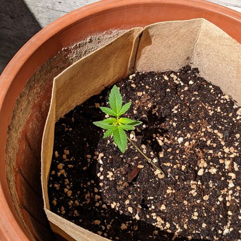 Mary Jane I growlog photo: ORE 10:30