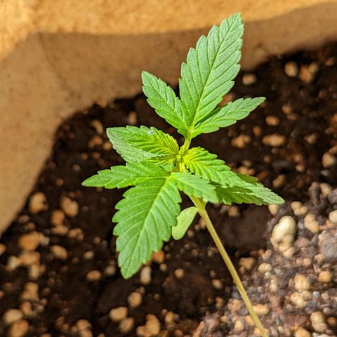 Mary Jane I growlog photo: ORE 10:30