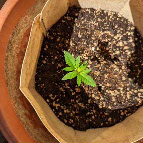 Mary Jane I growlog photo: ORE 10:30
